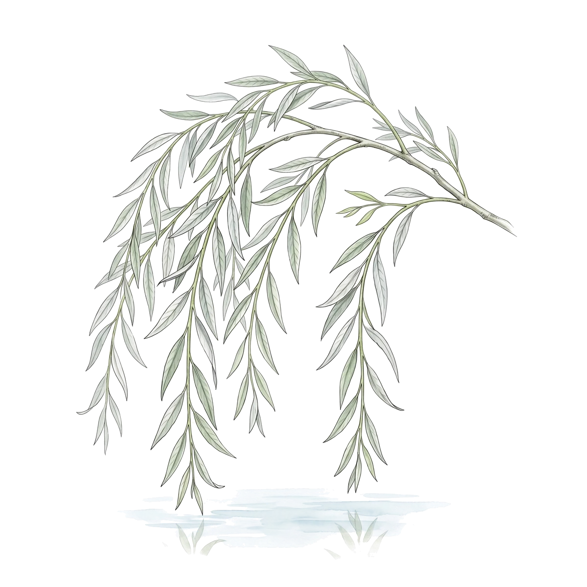 Aquarelle de la carte L’Étang