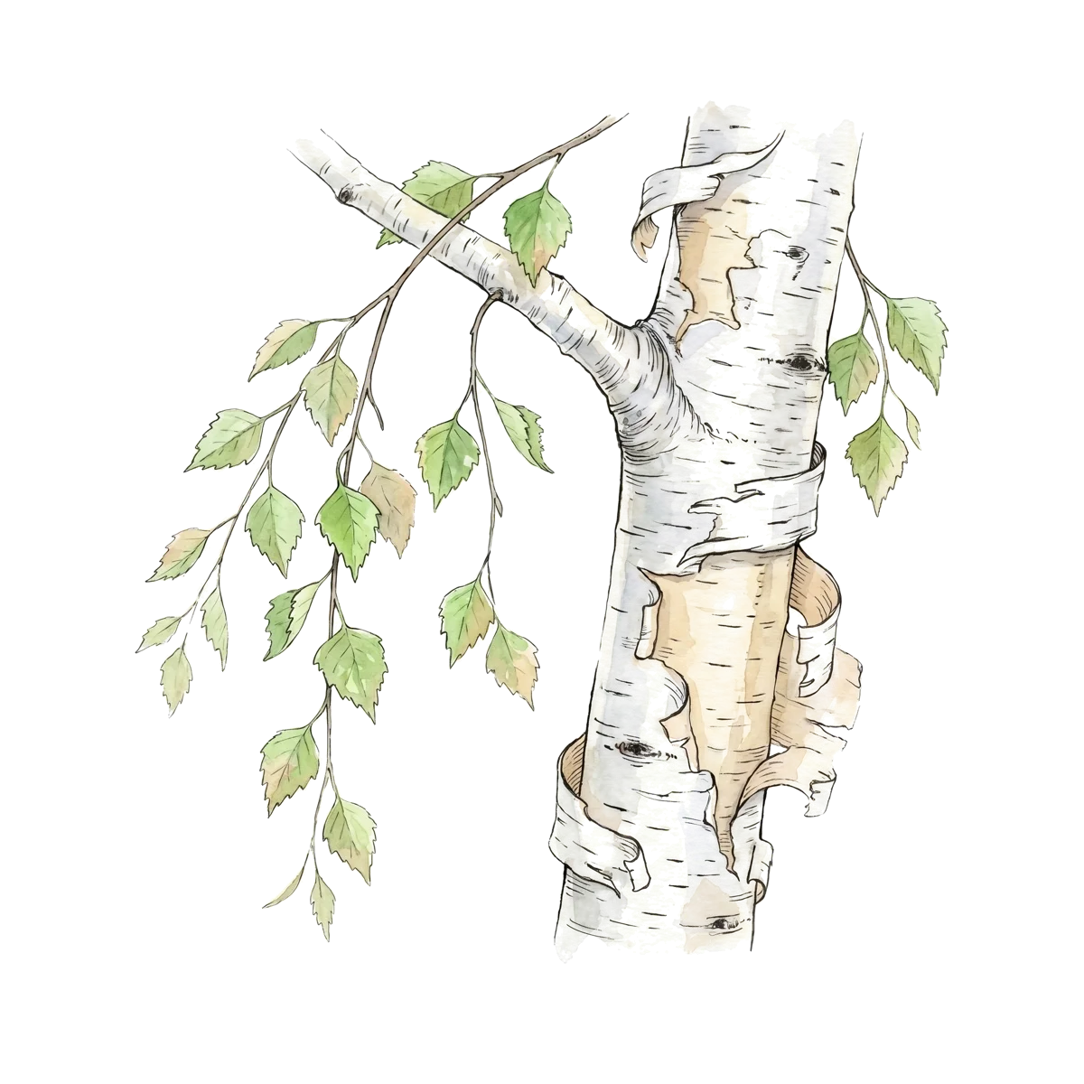 Aquarelle de la carte La Mue