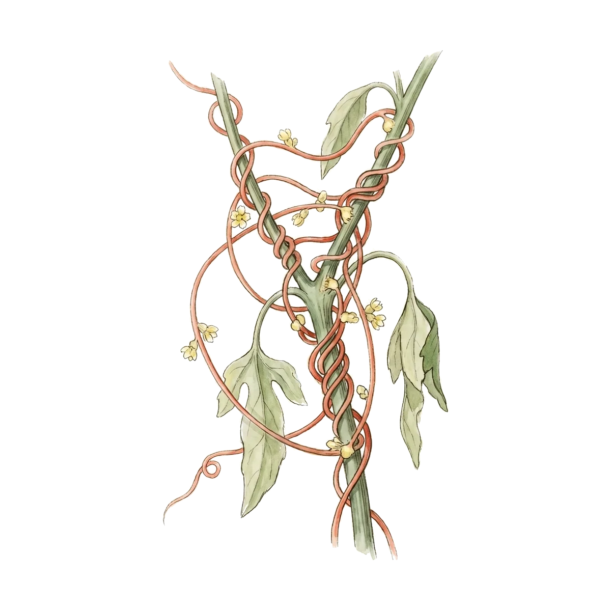 Aquarelle de la carte Le Parasite