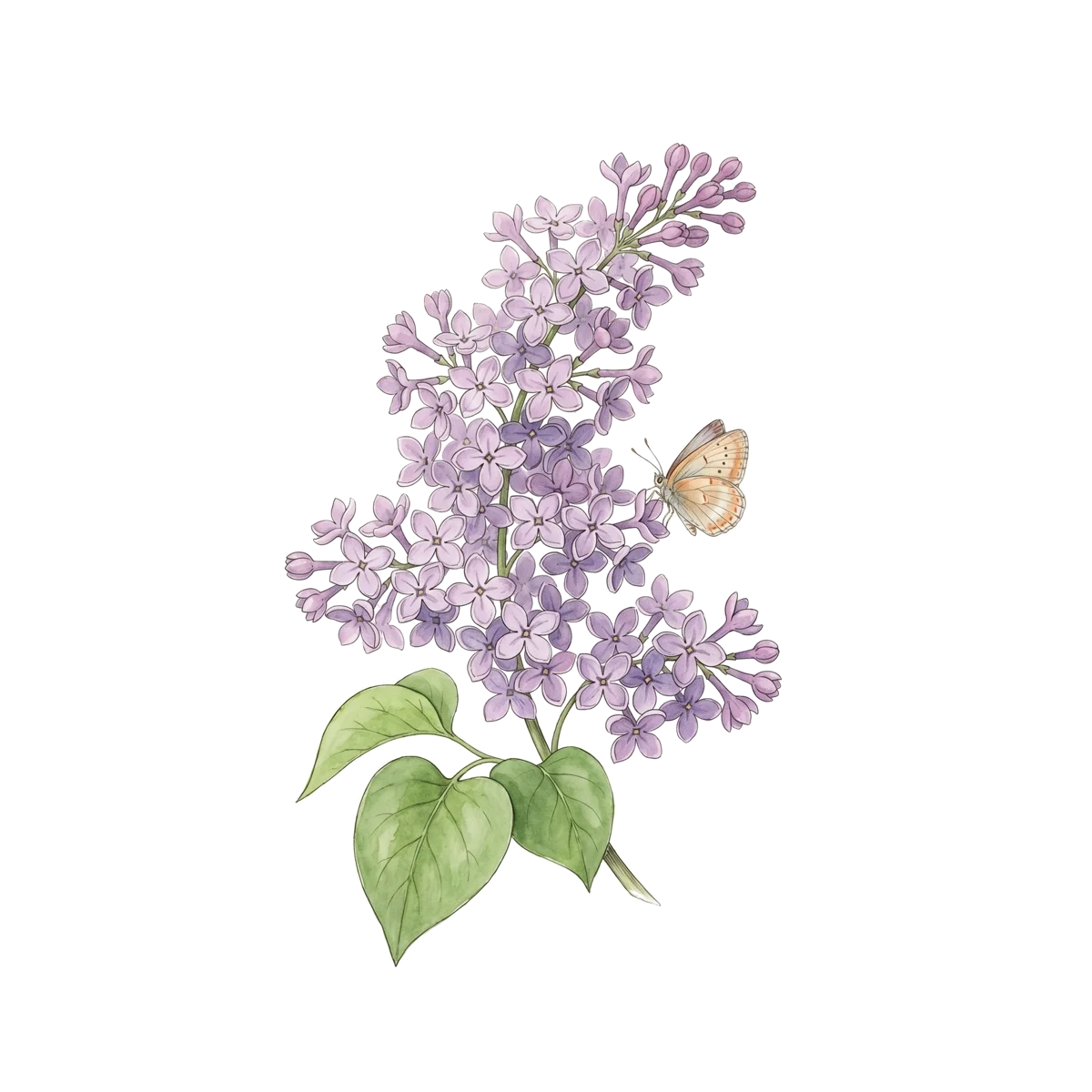 Aquarelle de la carte Le Nectar